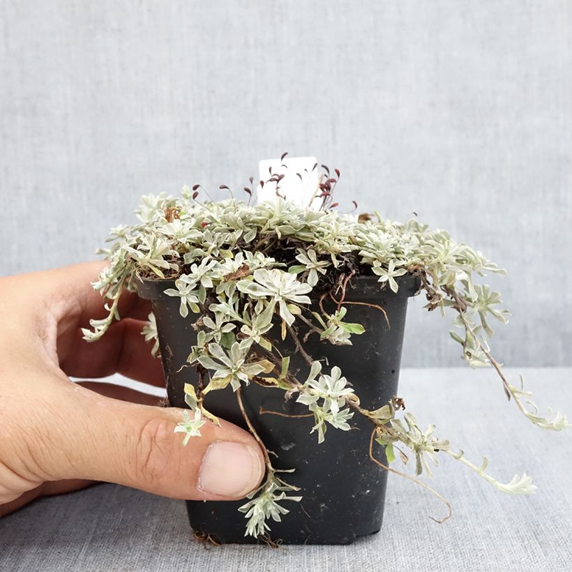 Exemplaar van Anaphalis alpicola - Witte knoop Kweekpotje van 8/9 cm zoals geleverd in de zomer