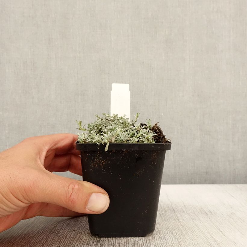 Exemplaar van Anaphalis alpicola - Bouton d'argent des Alpes Godet de 8/9 cm zoals geleverd in de herfst
