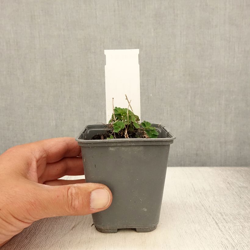 Exemplaar van Aquilegia sibirica - Siberische akelei Kweekpotje van 8/9 cm zoals geleverd in de zomer