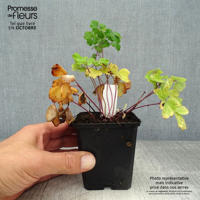 Exemplaar van Aquilegia vulgaris - Wilde akelei Kweekpotje van 8/9 cm zoals geleverd in de herfst