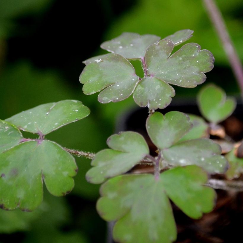 Akelei William Guiness - Aquilegia vulgaris (Foliage)
