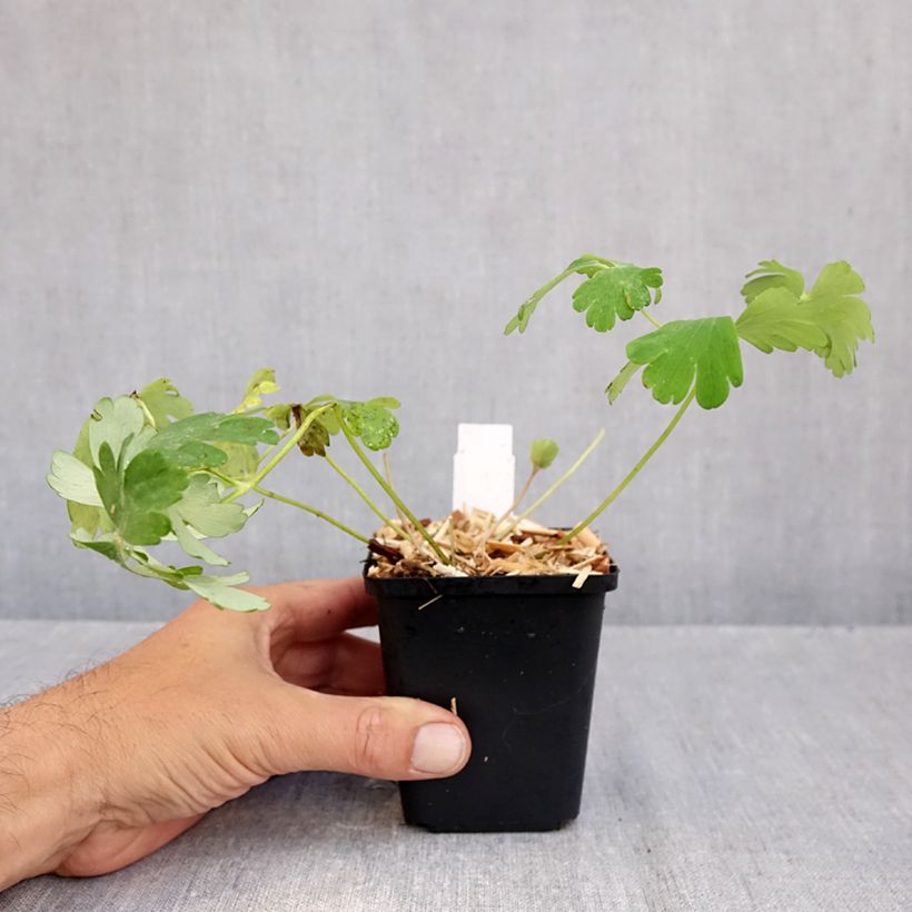 Exemplaar van Ancolie wit Snow Queen - Aquilegia caerulea Kweekpotje van 8/9 cm zoals geleverd in de herfst