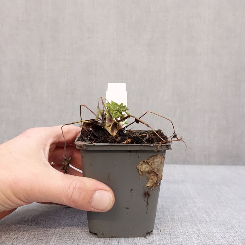 Example of Ancolie blanche, Aquilegia caerulea Snow queen Kweekpotje van 8/9 cm as you get in hiver