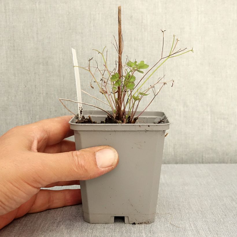 Exemplaar van Aquilegia coerulea - Akelei Kweekpotje van 8/9 cm zoals geleverd in de zomer