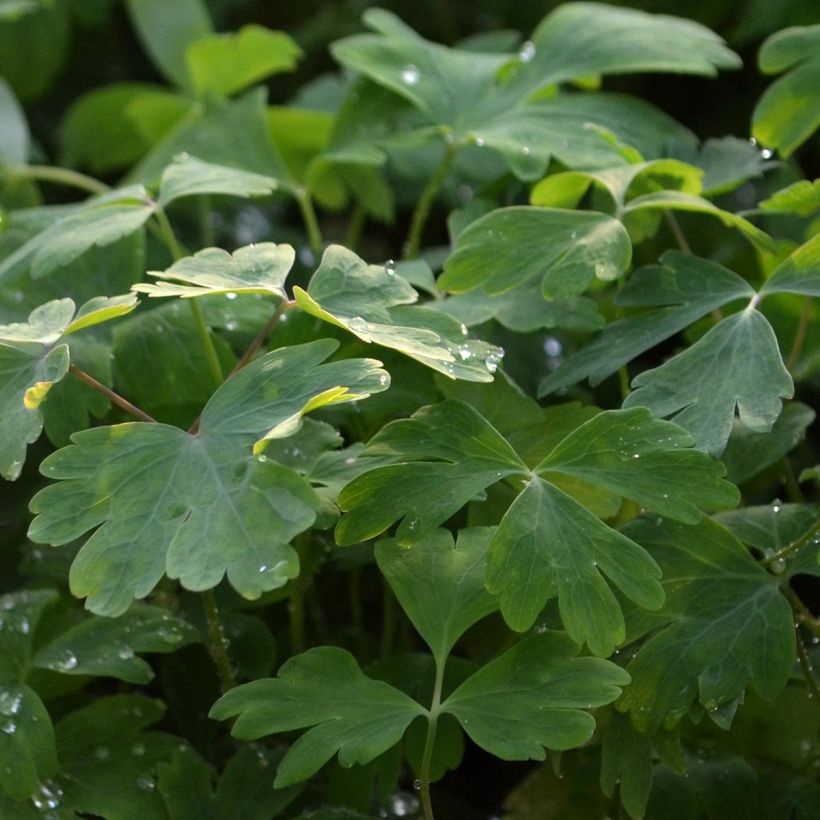 Akelei Crimson Star - Aquilegia vulgaris (Foliage)