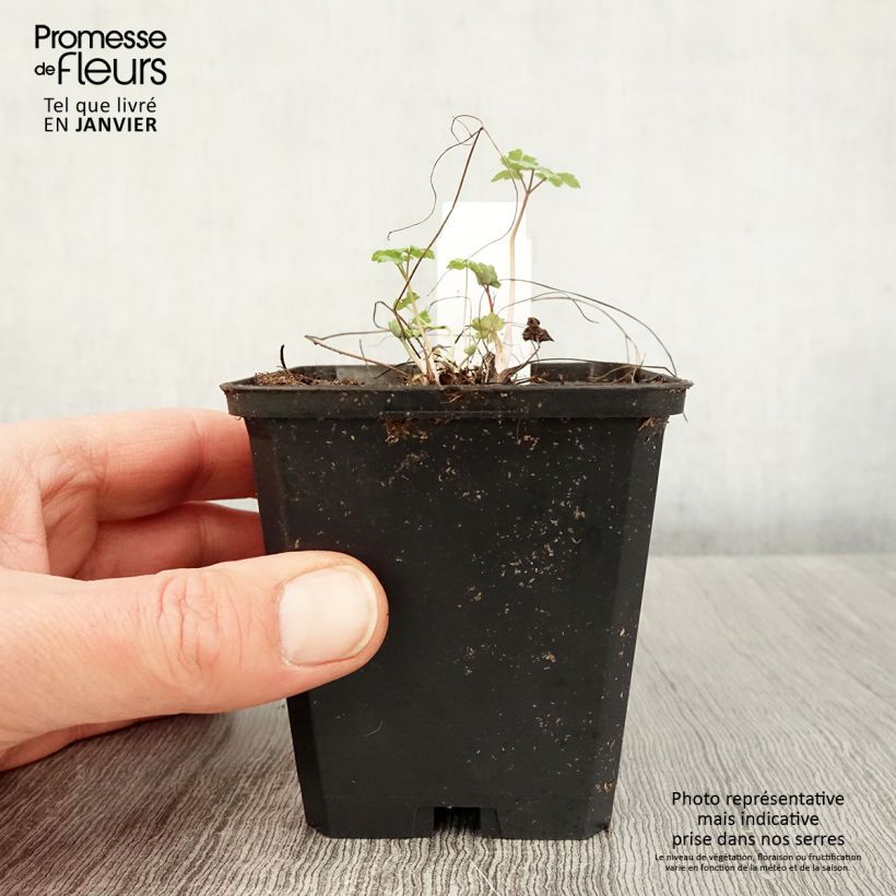 Example of Ancolie Crimson Star (rouge et blanche) - Aquilegia vulgaris Kweekpotje van 8/9 cm as you get in hiver