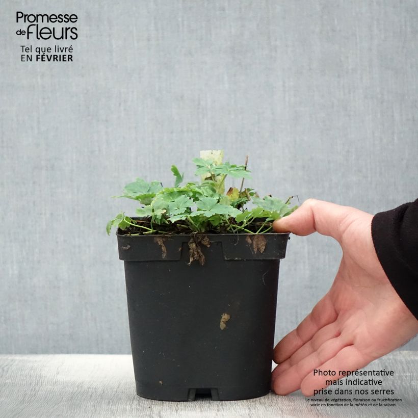 Example of Ancolie Crimson Star (rouge et blanche) - Aquilegia vulgaris Pot van 2 l/3 l as you get in hiver