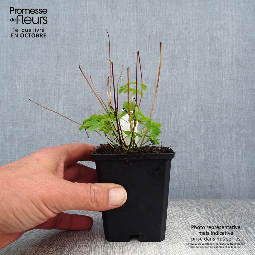 Exemplaar van Akelei Green Apples - Aquilegia vulgaris Kweekpotje van 8/9 cm zoals geleverd in de herfst