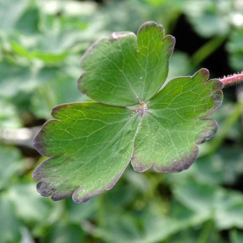 Akelei Blue Barlow - Aquilegia vulgaris (Foliage)