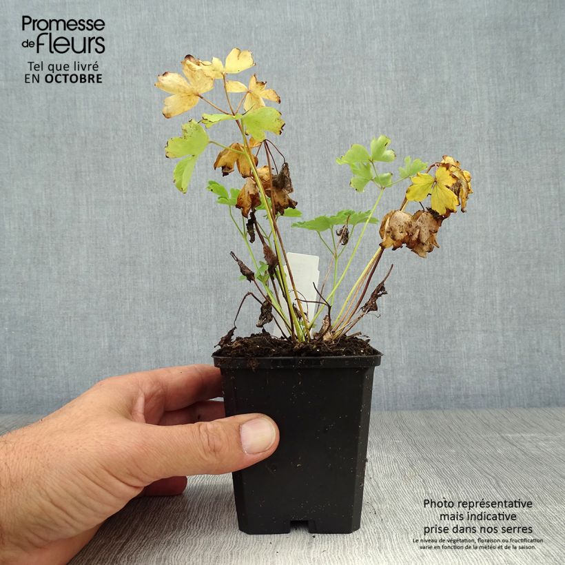 Exemplaar van Akelei Nora Barlow - Aquilegia vulgaris Kweekpotje van 8/9 cm zoals geleverd in de herfst