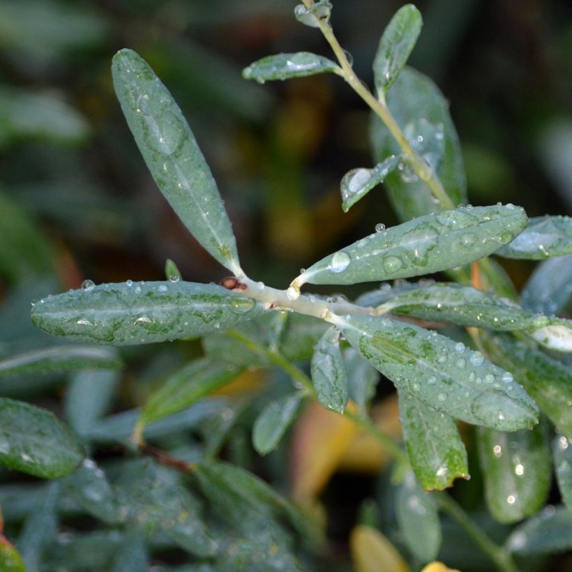 Andromeda polifolia Blue Ice - Lavendelhei (Foliage)