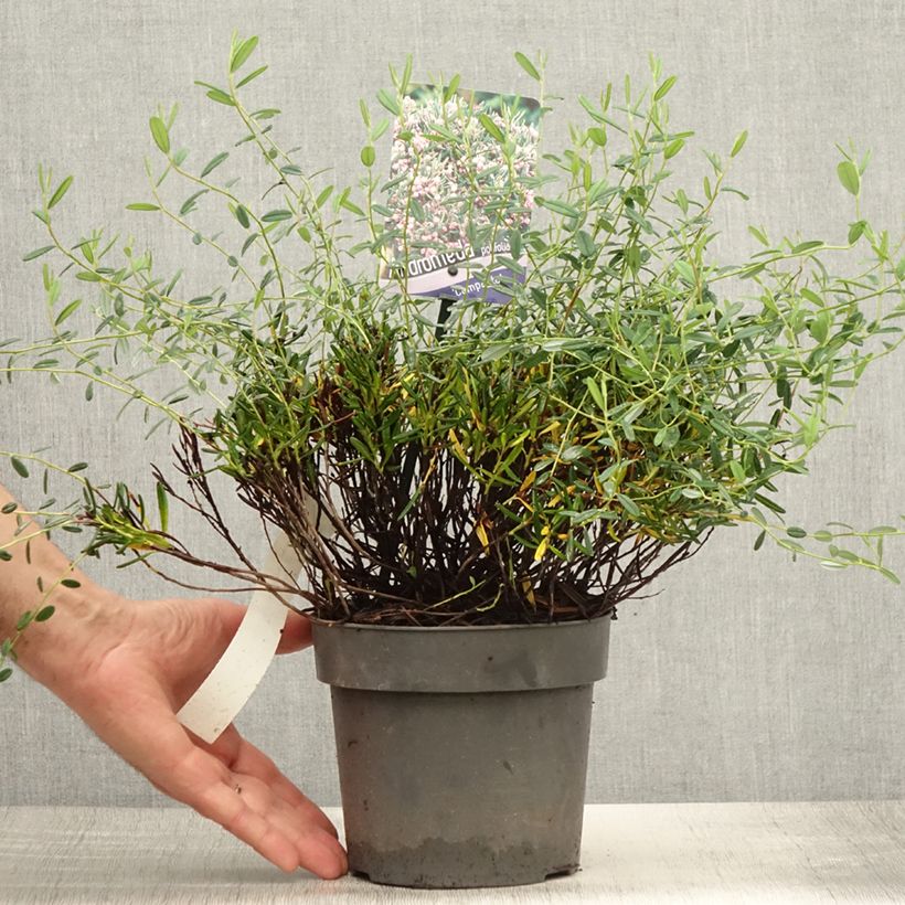 Exemplaar van Andromeda polifolia Compacta - Lavendelhei Pot van 2 l/3 l zoals geleverd in de zomer