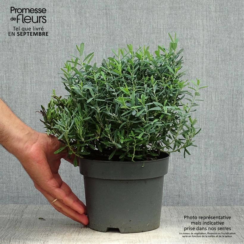 Exemplaar van Andromeda polifolia Blue Ice - Lavendelhei Pot van 2 l/3 l zoals geleverd in de herfst