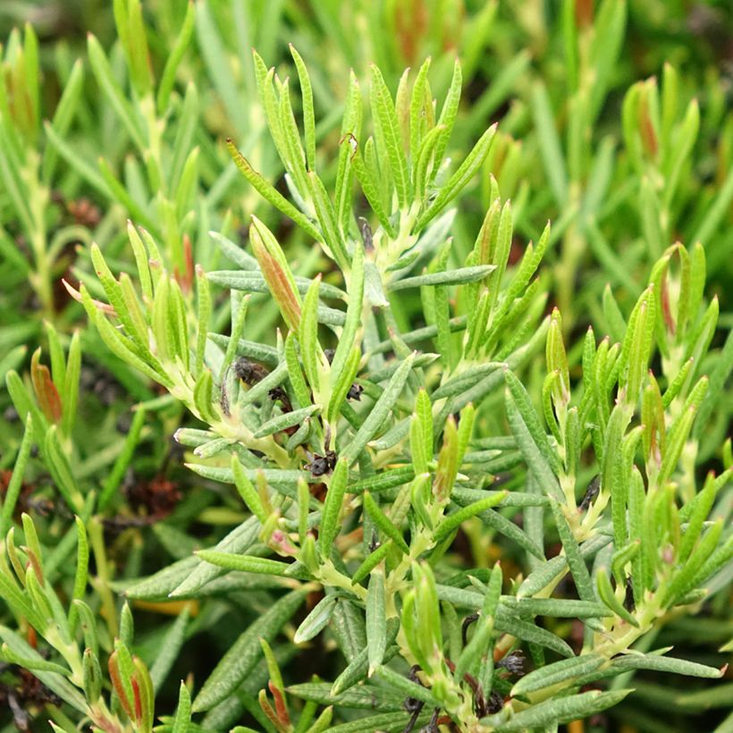 Andromeda polifolia Nikko - Lavendelhei (Blad)