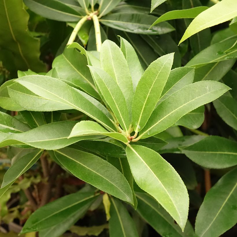 Pieris formosa var. forrestii - Rotsheide (Blad)
