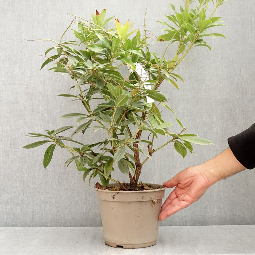 Exemplaar van Pieris formosa var. forrestii - Rotsheide Pot van 4 l/5 l zoals geleverd in de zomer