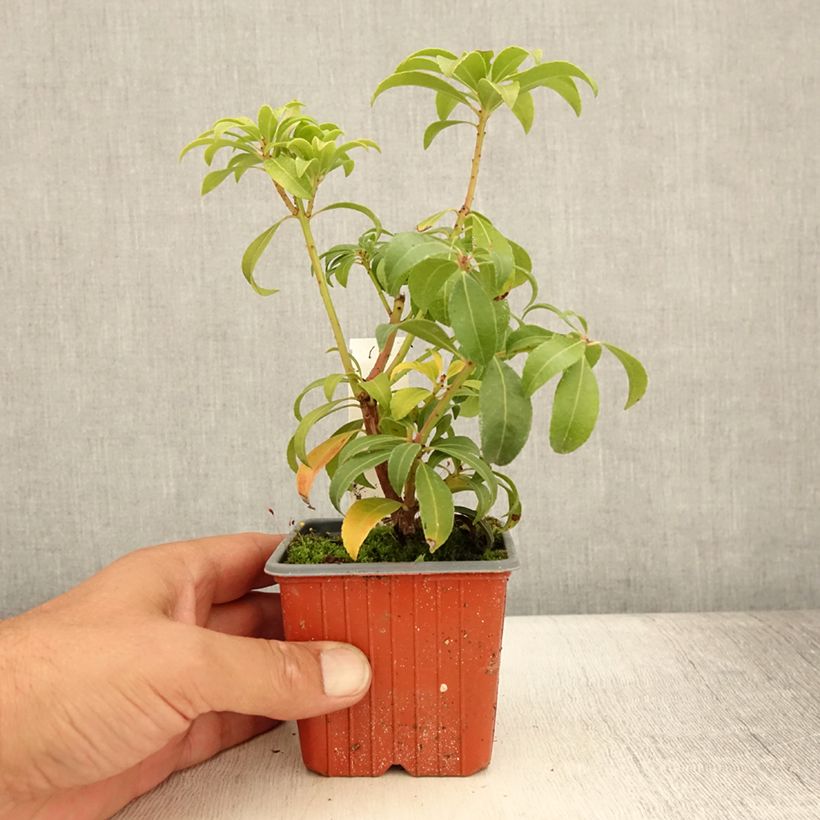 Exemplaar van Pieris japonica Bonfire - Japanse rotsheide Kweekpotje van 8/9 cm zoals geleverd in de zomer