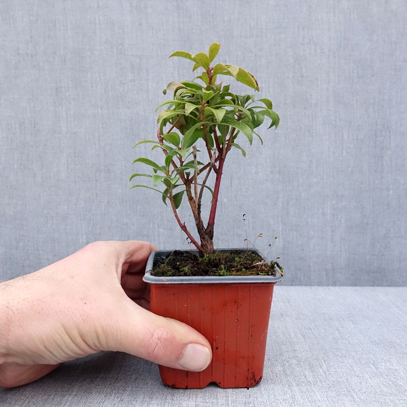 Example of Pieris japonica Bonfire - Japanse rotsheide Kweekpotje van 8/9 cm as you get in hiver