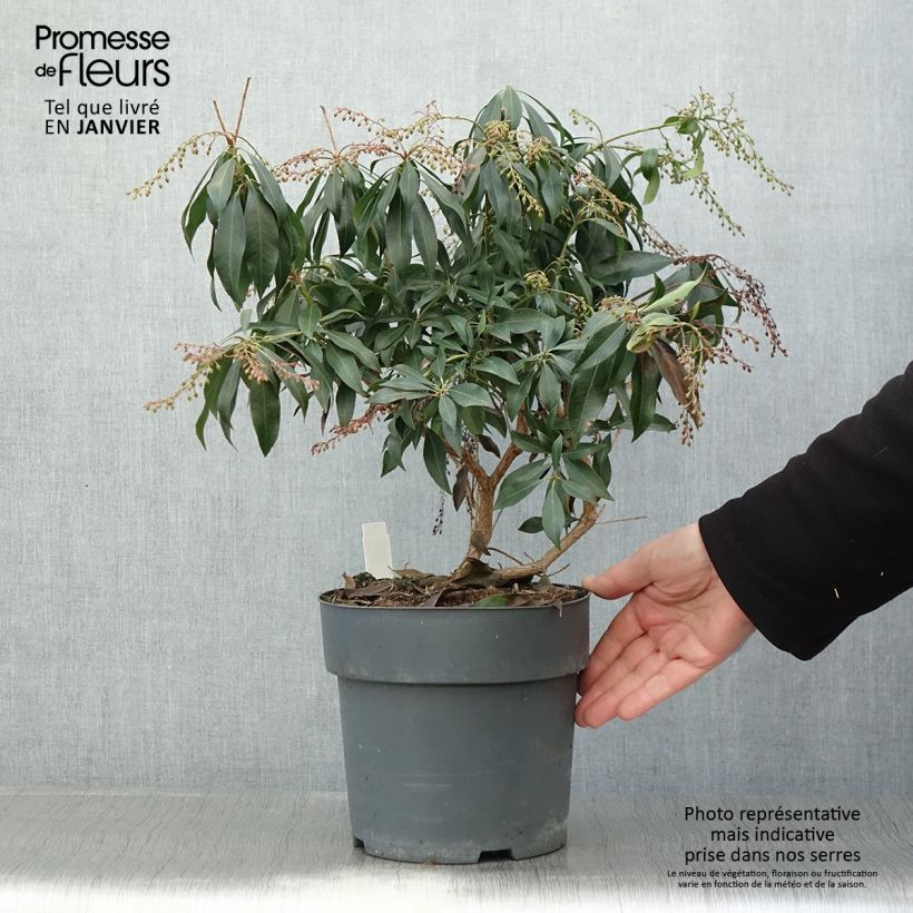 Example of Pieris japonica Katsura - Japanse rotsheide Pot van 4 l/5 l as you get in hiver