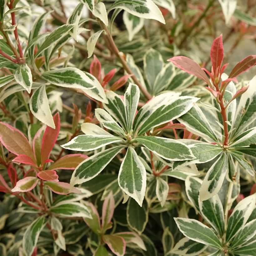 Pieris japonica Little Frosty - Japanse rotsheide (Blad)