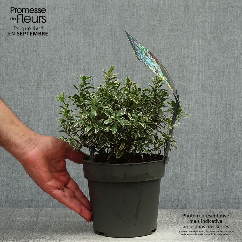 Exemplaar van Pieris japonica Little Frosty - Japanse rotsheide Pot van 2 l/3 l zoals geleverd in de herfst