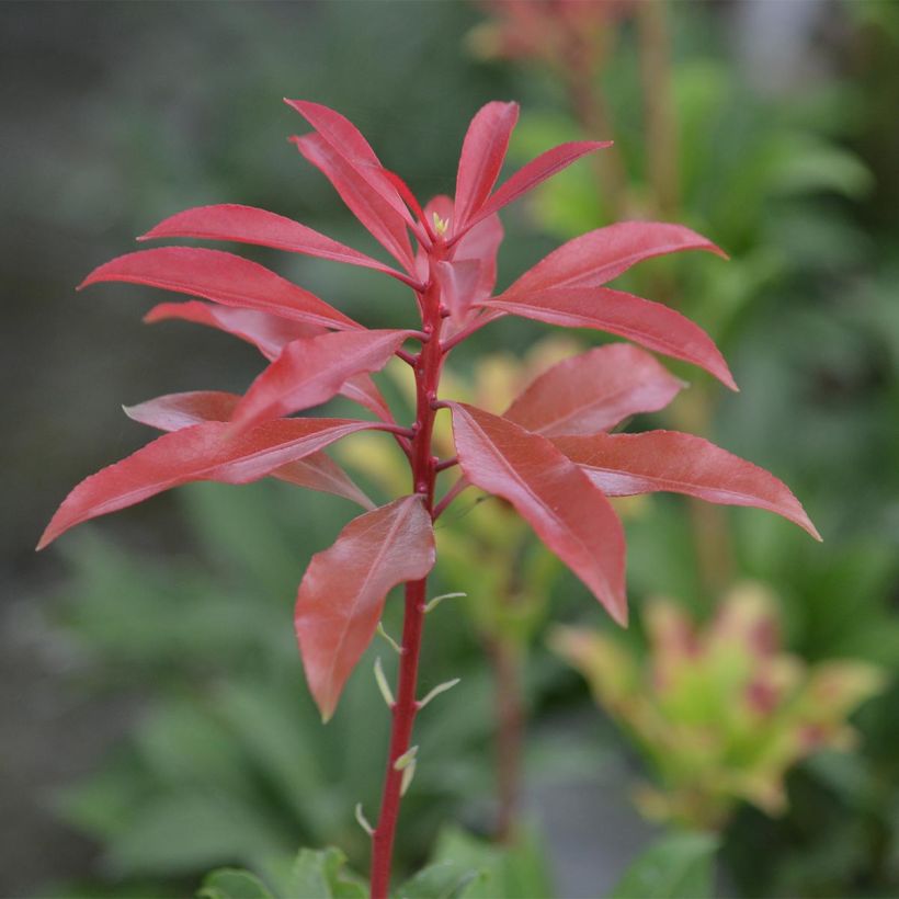 Pieris japonica Mountain Fire - Japanse rotsheide (Foliage)