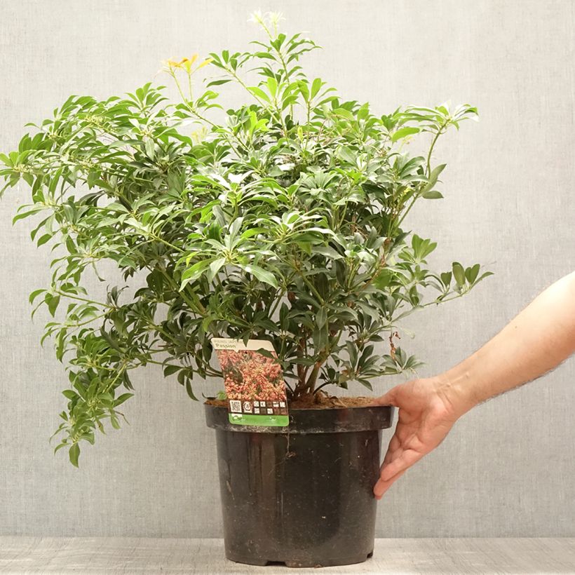 Exemplaar van Pieris japonica Passion - Japanse rotsheide Pot van 6 l/7 l zoals geleverd in de zomer