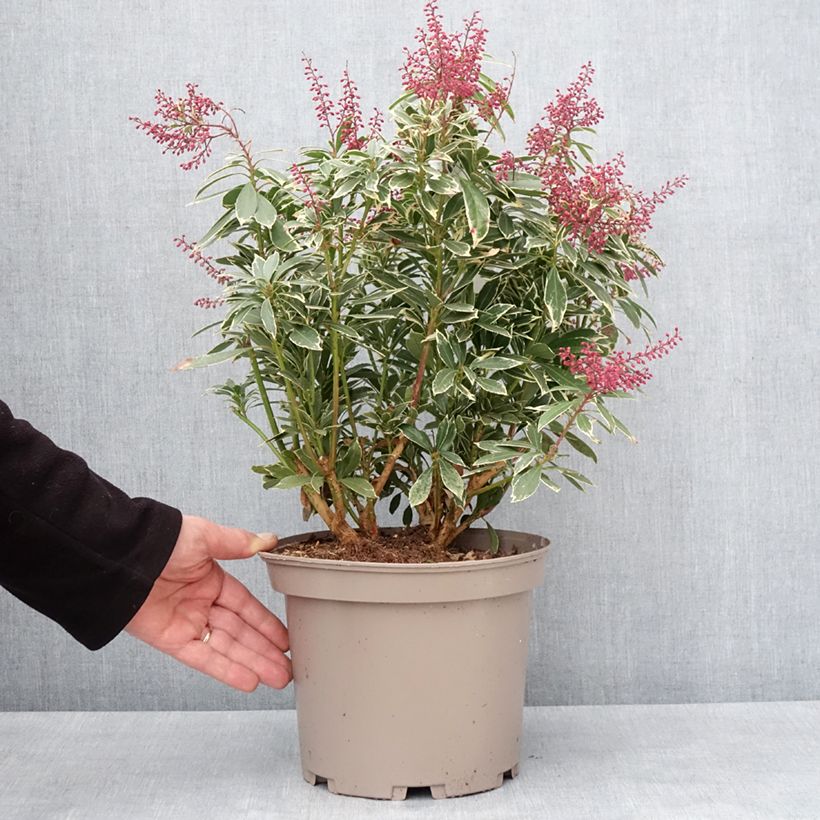 Example of Andromède du Japon - Pieris japonica Polar passion Pot van 2 l/3 l as you get in hiver