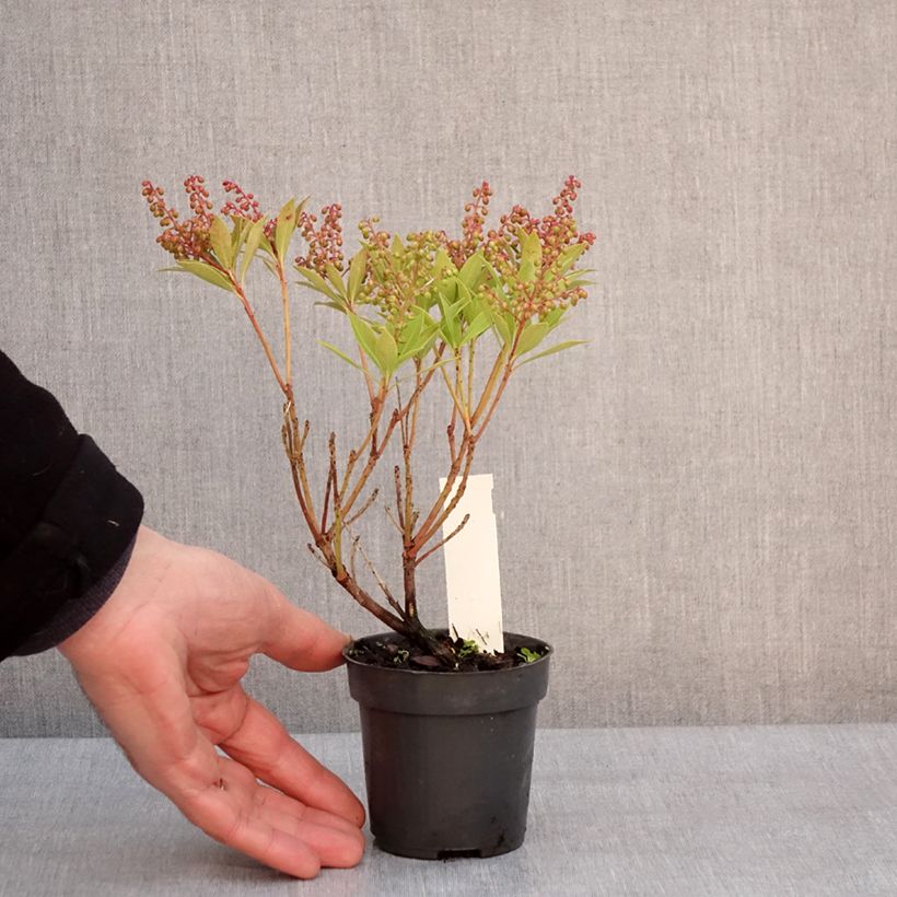 Example of Pieris japonica Prelude - Japanse rotsheide Kweekpotje van 8/9 cm as you get in hiver