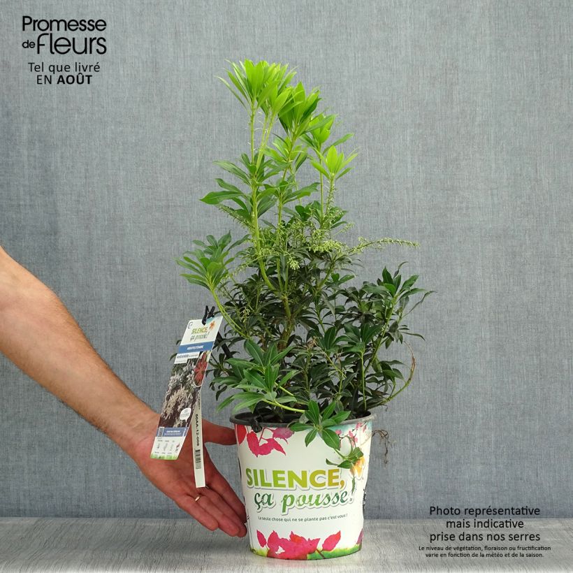 Exemplaar van Pieris japonica Purity - Japanse rotsheide Pot van 3 l/4 l zoals geleverd in de zomer
