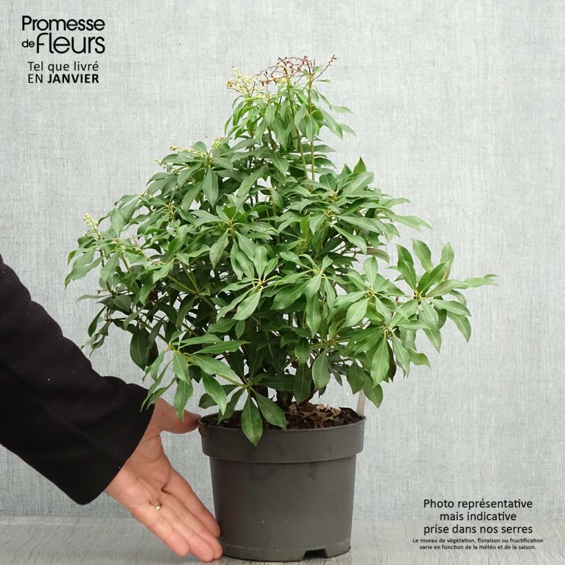 Example of Andromède du Japon - Pieris Pink Passion Pot van 2 l/3 l as you get in hiver