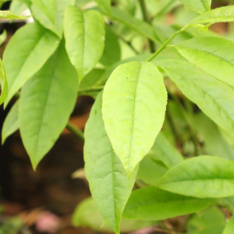 Oxydendron arboreum - Zuurboom (Blad)