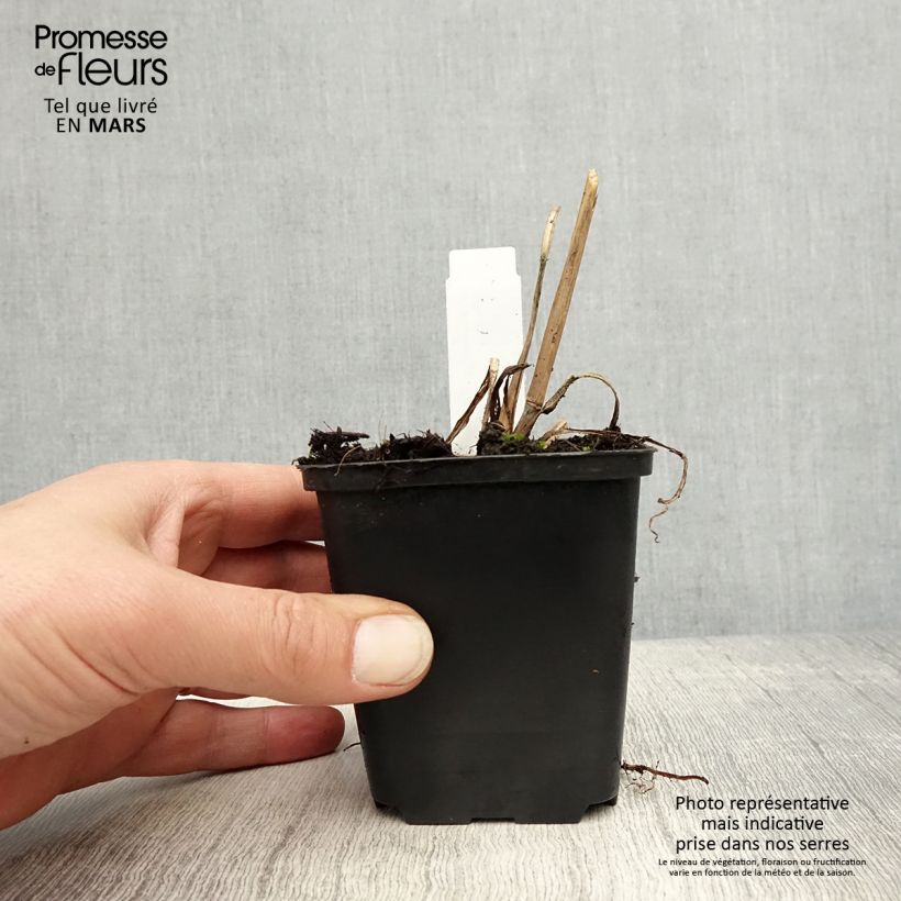 Exemplaar van Andropogon gerardii Prairie Sommer - Baardgras Kweekpotje van 8/9 cm zoals geleverd in de lente