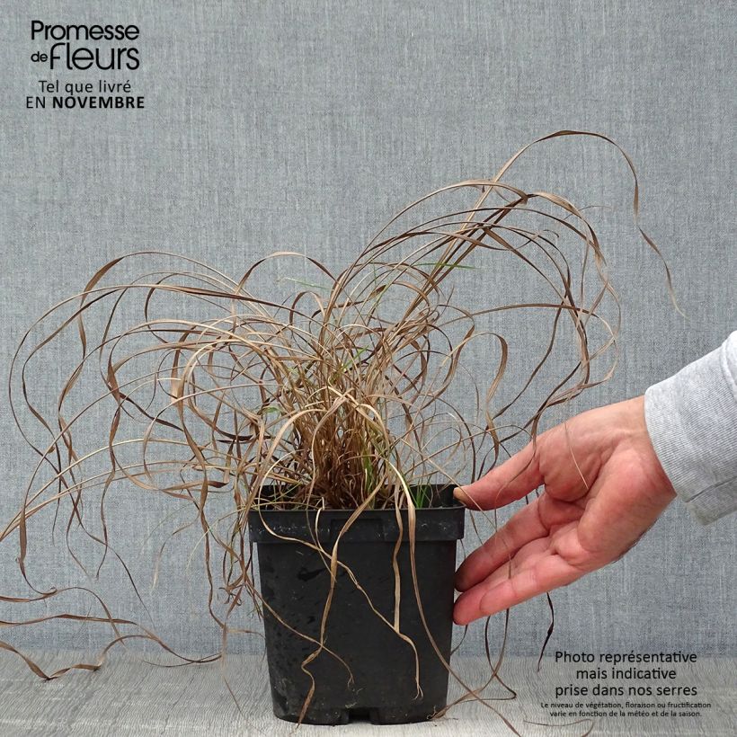 Exemplaar van Andropogon gerardii Prairie Sommer - Baardgras Pot van 2 l/3 l zoals geleverd in de herfst