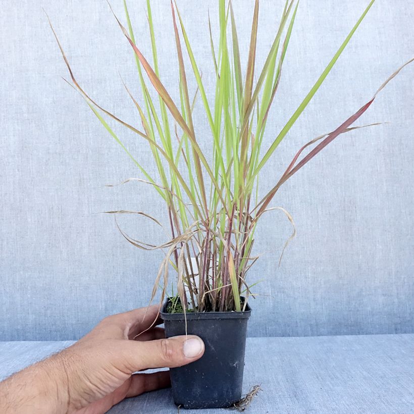 Exemplaar van Andropogon gerardii Red October - Baardgras Kweekpotje van 8/9 cm zoals geleverd in de zomer