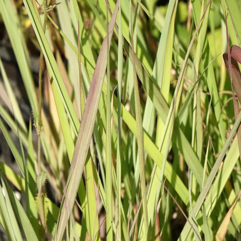 Andropogon gerardii Red October - Baardgras (Blad)