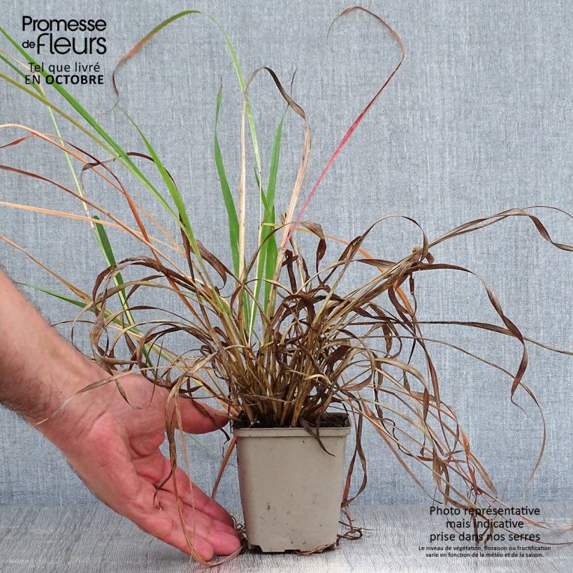 Exemplaar van Andropogon hallii Purple Konza - Baardgras Kweekpotje van 8/9 cm zoals geleverd in de herfst