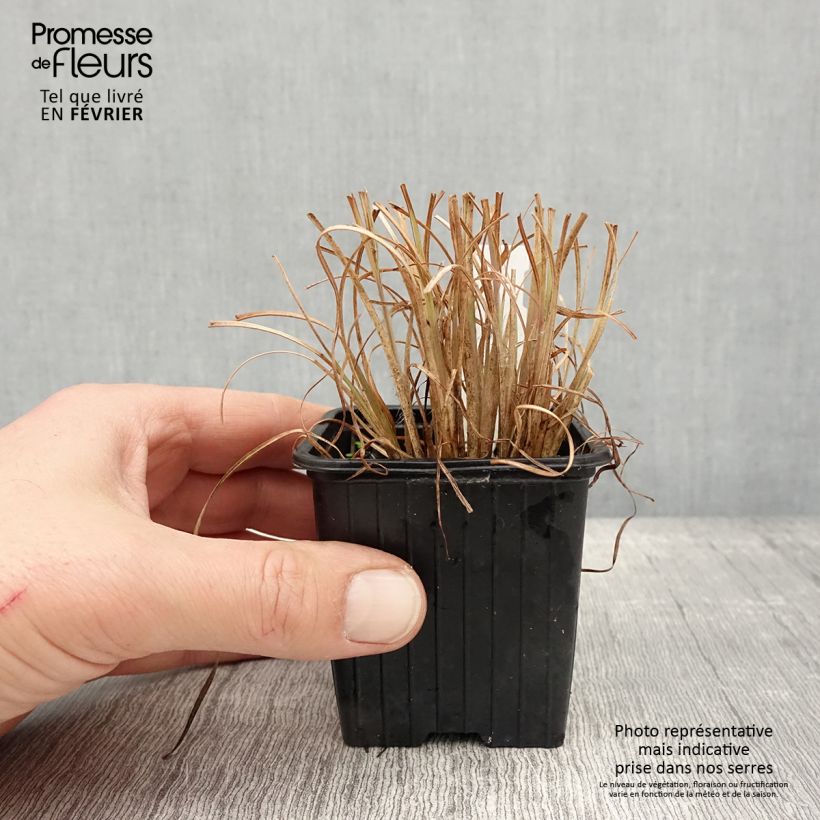 Example of Andropogon ternarius - Baardgras Kweekpotje van 8/9 cm as you get in hiver