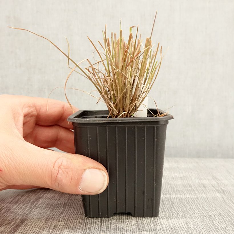 Exemplaar van Andropogon ternarius - Baardgras Kweekpotje van 8/9 cm zoals geleverd in de lente