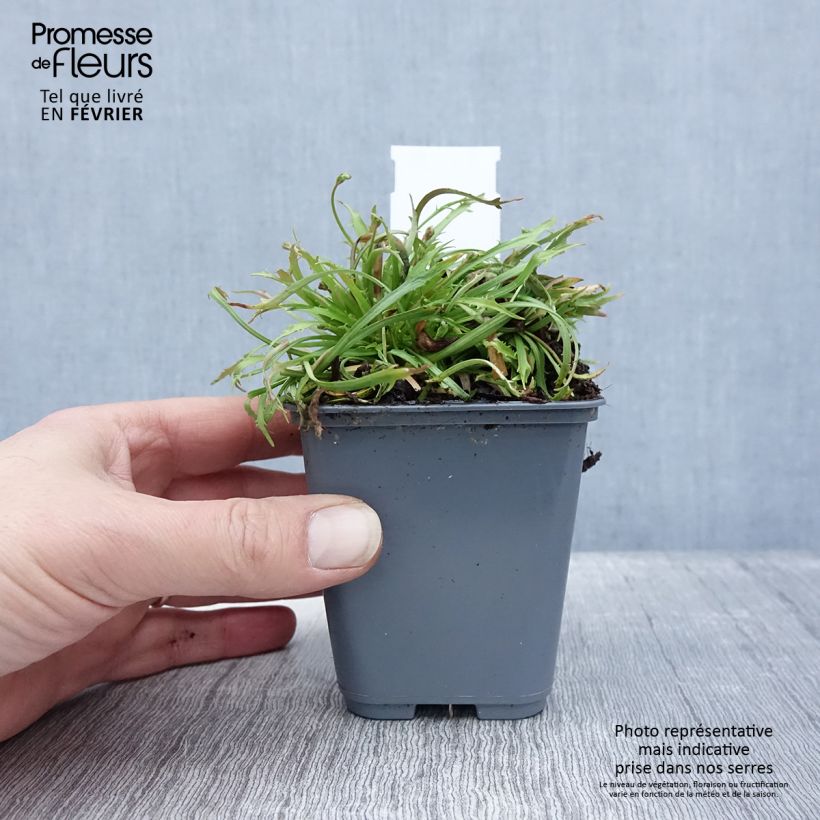 Example of Androsace septentrionalis Star Dust Kweekpotje van 8/9 cm as you get in hiver