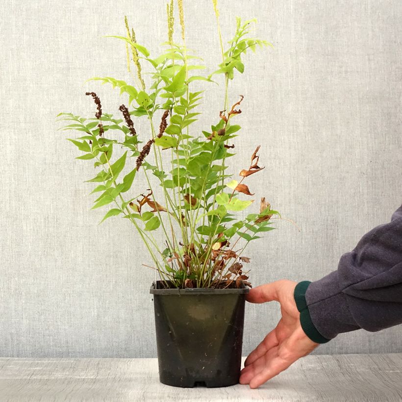 Exemplaar van Anemia mexicana - Mexicaanse varen Pot van 2 l/3 l zoals geleverd in de herfst