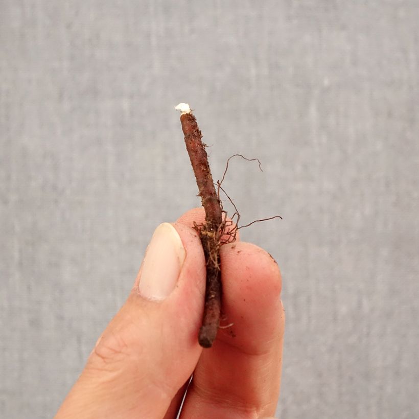 Exemplaar van Anemone apennina Alba - Blauwe anemoon Bol kaliber I zoals geleverd in de herfst