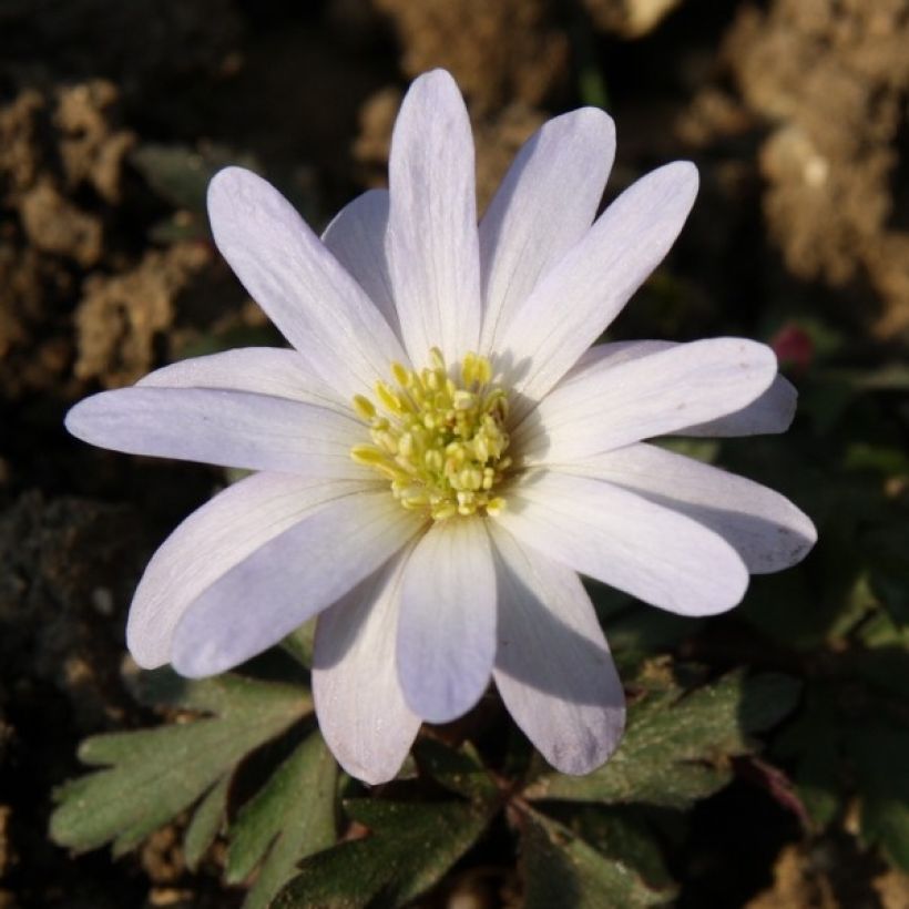 Anemone blanda White Splendour - Oosterse anemoon (Flowering)