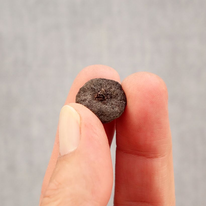 Example of Anemone blanda White Splendour Bol size 5 as you get in automne