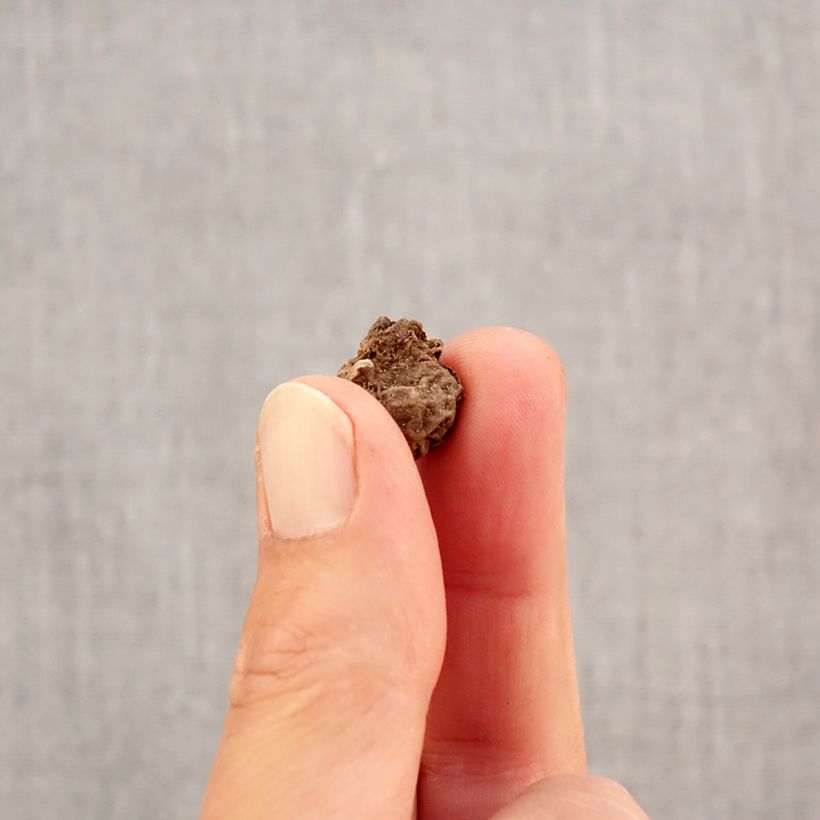 Example of Anemone coronaria Bicolor - Klaproos-anemoon Bol size 4+ as you get in automne