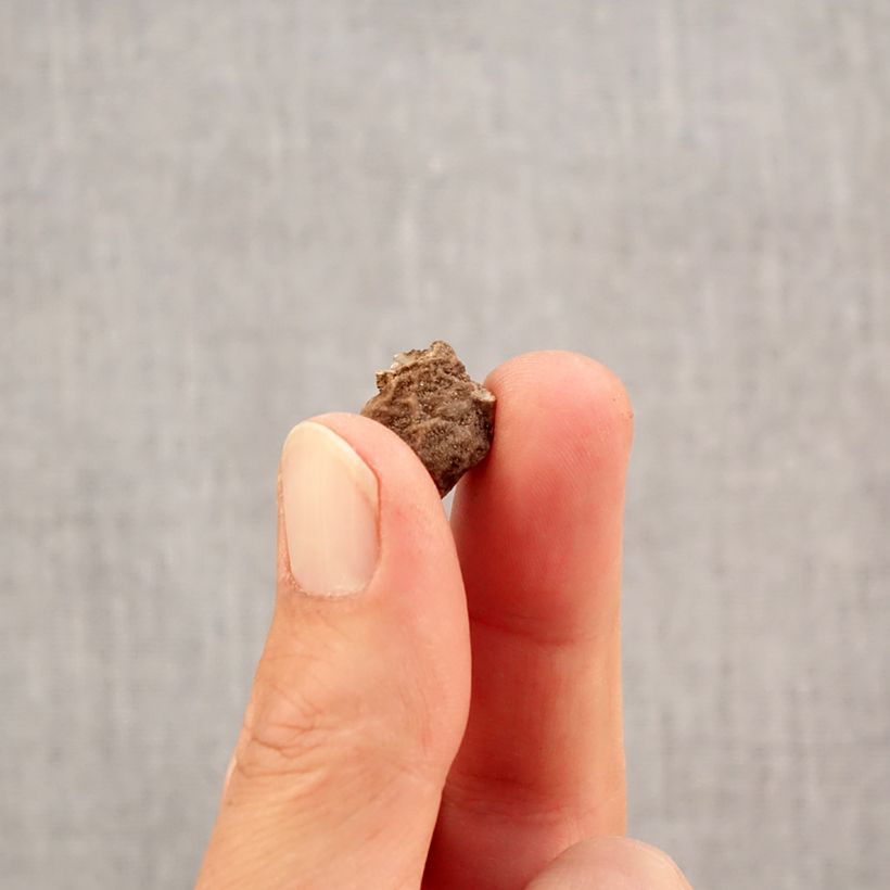 Example of Anemone coronaria double Admiral - Klaproos-anemoon Bol size 4+ as you get in automne