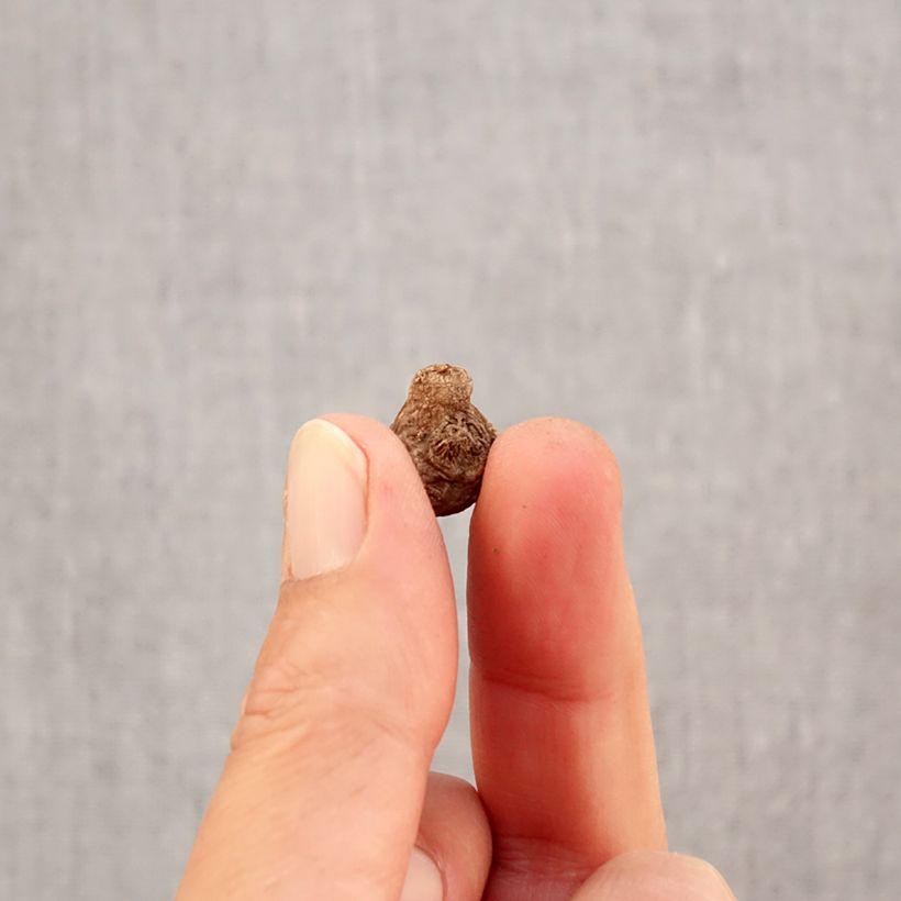 Exemplaar van Anemone coronaria Hollandia - Klaproos-anemoon Bol kaliber 5 zoals geleverd in de herfst