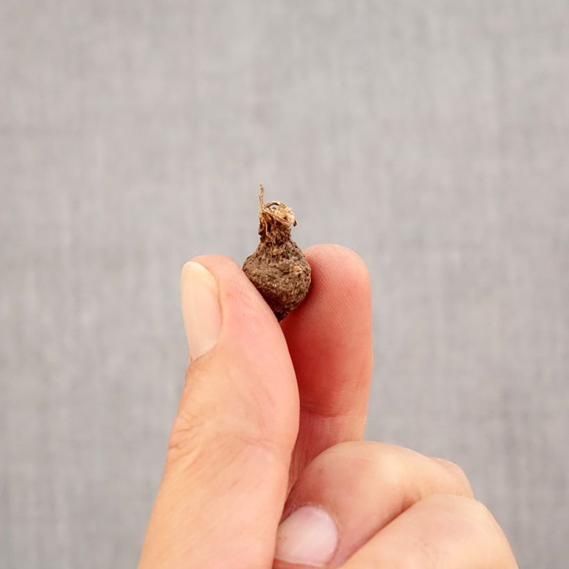 Exemplaar van Anemone coronaria Mount Everest - Klaproos-anemoon Bol kaliber 5 zoals geleverd in de herfst