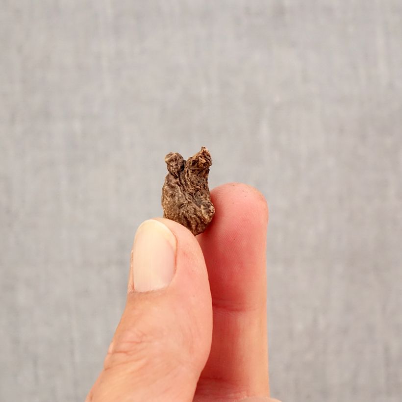 Exemplaar van Anemone coronaria St Brigid Mix - Klaproos-anemoon Bol kaliber 5 zoals geleverd in de herfst