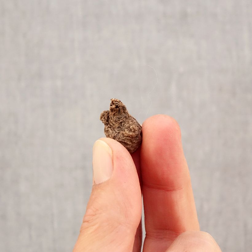 Exemplaar van Anemone coronaria The Governor - Klaproos-anemoon Bol kaliber 5 zoals geleverd in de herfst